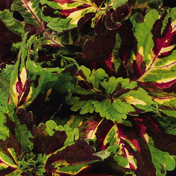 Coleus Kong Mosaic