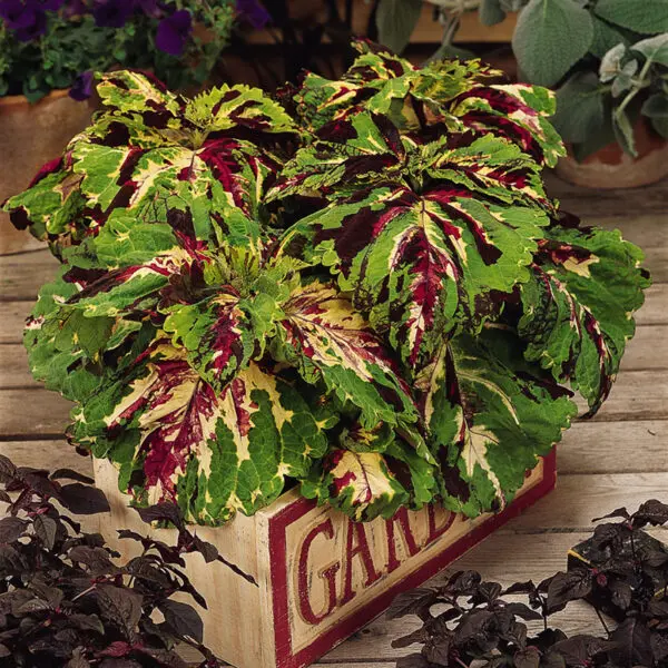 Coleus Kong Mosaic – Image 2