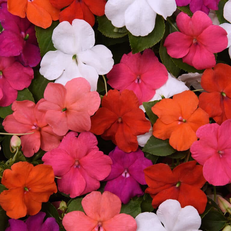 Impatiens Beacon Mix Red White Les Serres Michel Van de Walle inc.