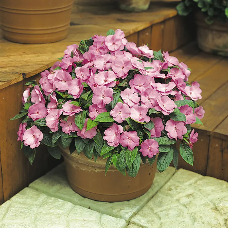 New Guinea Impatiens Celebration Lavender Glow