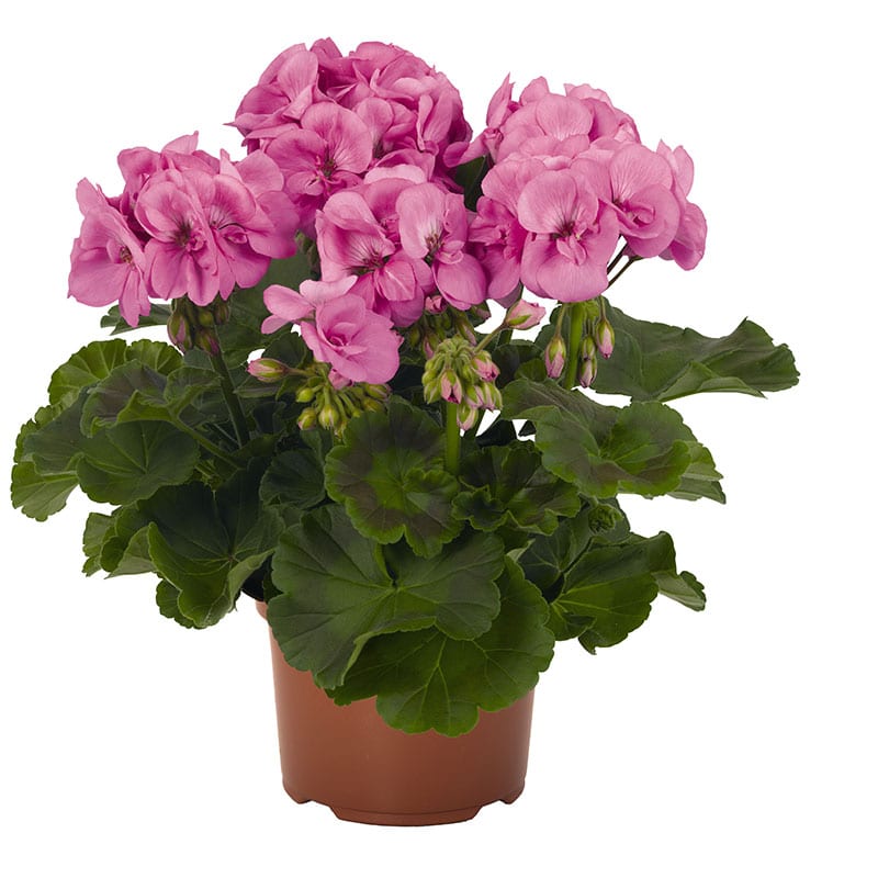 Geranium Zonal Survivor Indigo Sky - Les Serres Michel Van de Walle inc.