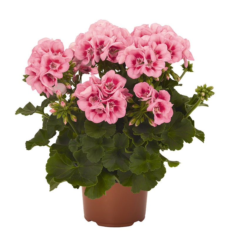 Geranium Zonal Survivor Pink Mega Splash - Les Serres Michel Van de ...